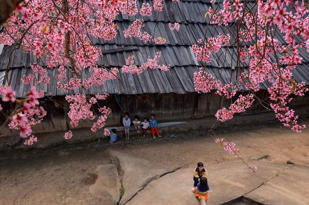 Năm nay, hoa nhiều hơn mọi năm, cánh hoa cũng dày hơn nên rất đẹp.