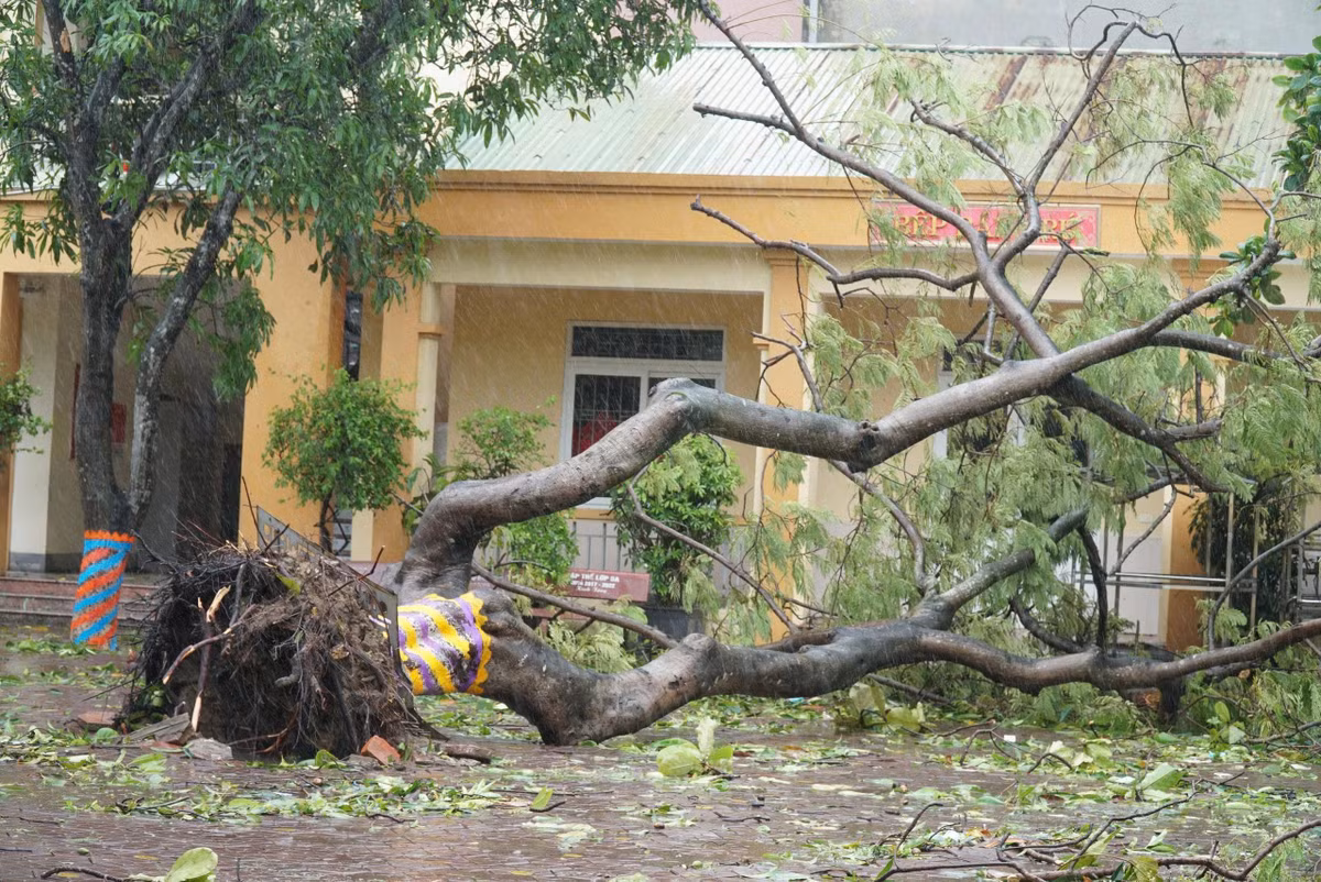 Dù chưa có thông báo chính thức, nhưng đảo qua các trường học trên địa bàn phường Trường Vinh, Vinh Phú, Thành Vinh, tình trạng cây cối ngổn ngang sau bão đang khá phổ biến. Trong sáng nay, việc dọn dẹp hầu như chưa thực hiện vì trời vẫn còn mưa, nhiều nơi bị ngập lụt, giao thông chia cắt. Nếu chiều nay chưa xử lý kịp thì sáng mai, khó có thể trở lại học bình thường.
