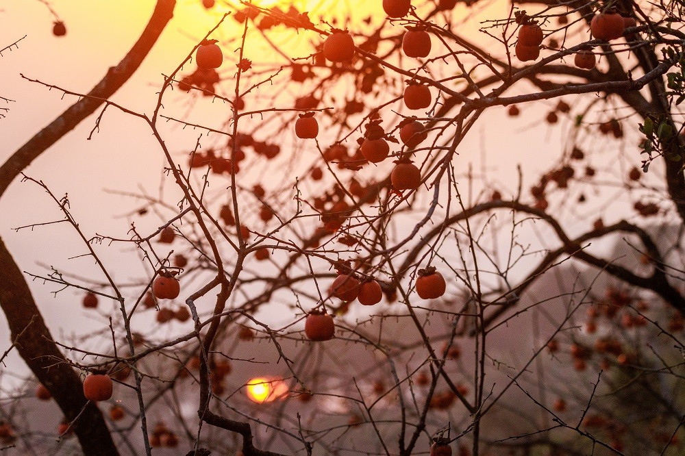 Cảnh quan rực rỡ của vườn hồng mỗi khi vào mùa chín tạo nên một không gian độc đáo, rất thu hút du khách đến ngắm cảnh, chụp ảnh và tận hưởng không khí trong lành.