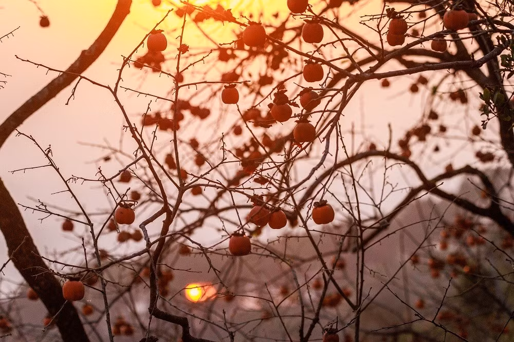 Cảnh quan rực rỡ của vườn hồng mỗi khi vào mùa chín tạo nên một không gian độc đáo, rất thu hút du khách đến ngắm cảnh, chụp ảnh và tận hưởng không khí trong lành.