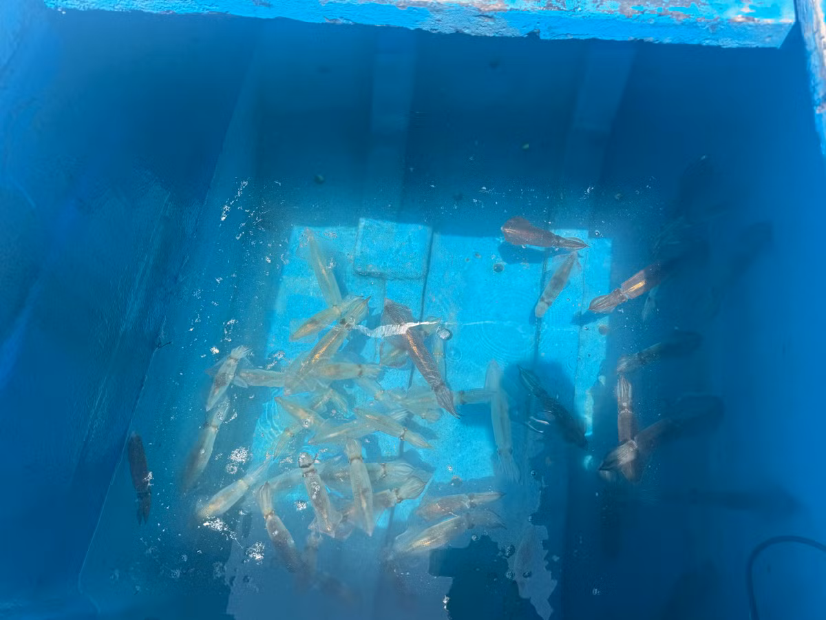 Được thiên nhiên ưu đãi với bờ biển dài, ngư trường rộng lớn, Hà Tĩnh nổi tiếng với nhiều món ngon chế biến từ hải sản, đặc biệt khi ghé thăm Vũng Áng, món mực nhảy trứ danh luôn là lựa chọn số một của du khách trong và ngoài tỉnh.