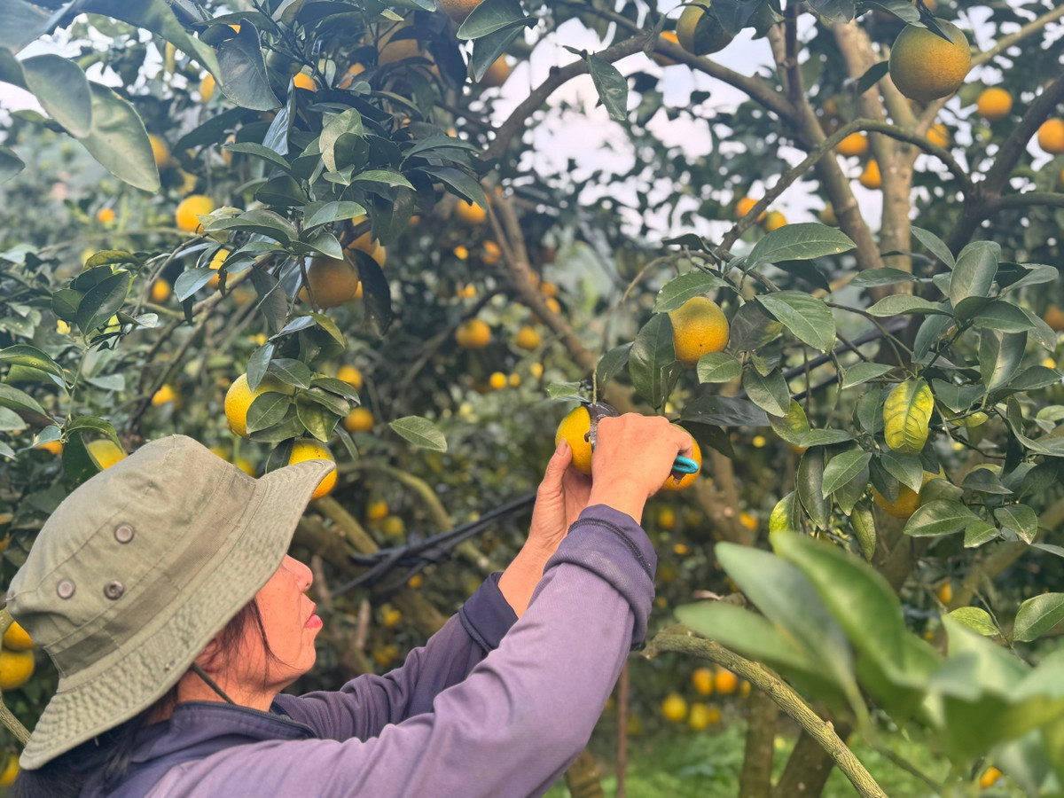 Các gốc cam sai trĩu, vàng mọng báo hiệu một mùa hái quả nhiều thắng lợi. Với thương hiệu OCOP 4 sao, cam Xuân Hòa của HTX Trà Sơn đã chốt nhiều đơn hàng tại phiên livetream với giá 70.000 đồng/kg.