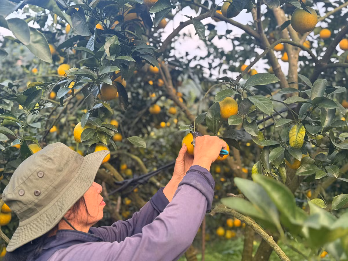 Các gốc cam sai trĩu, vàng mọng báo hiệu một mùa hái quả nhiều thắng lợi. Với thương hiệu OCOP 4 sao, cam Xuân Hòa của HTX Trà Sơn đã chốt nhiều đơn hàng tại phiên livetream với giá 70.000 đồng/kg.