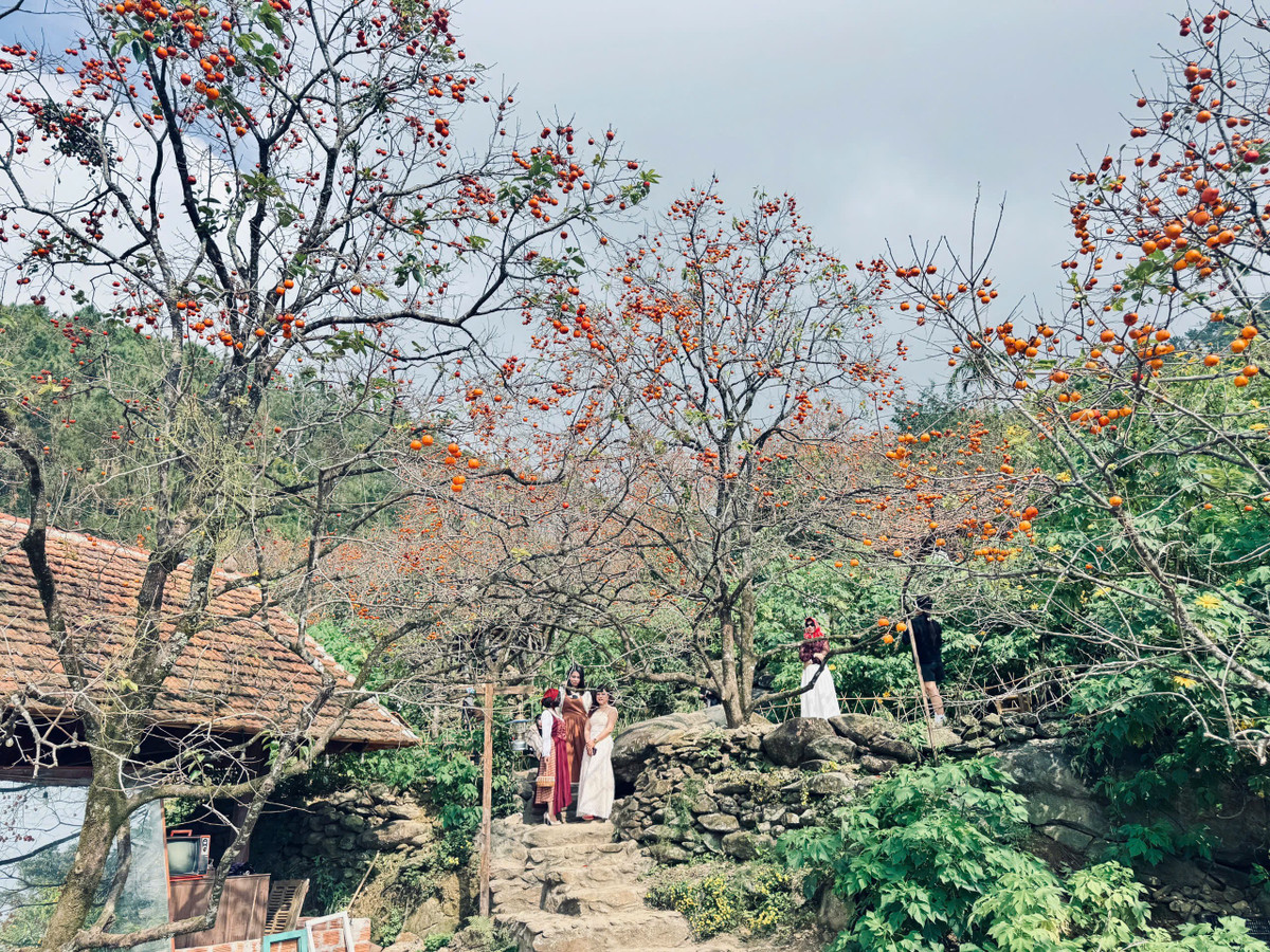 Sự hấp dẫn của những vườn hồng đã mở ra hướng khai thác mới cho người dân địa phương trong việc phát triển du lịch sinh thái gắn với cây hồng. Những nông trại du lịch sinh thái đa dạng loại hình dịch vụ (bán vé tham quan, phục vụ ăn uống, ngủ nghỉ, bơi lội, cắm trại, giải trí… ) đã lần lượt ra đời.