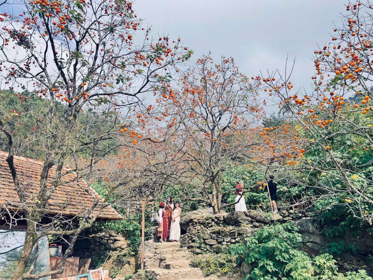 Sự hấp dẫn của những vườn hồng đã mở ra hướng khai thác mới cho người dân địa phương trong việc phát triển du lịch sinh thái gắn với cây hồng. Những nông trại du lịch sinh thái đa dạng loại hình dịch vụ (bán vé tham quan, phục vụ ăn uống, ngủ nghỉ, bơi lội, cắm trại, giải trí… ) đã lần lượt ra đời.