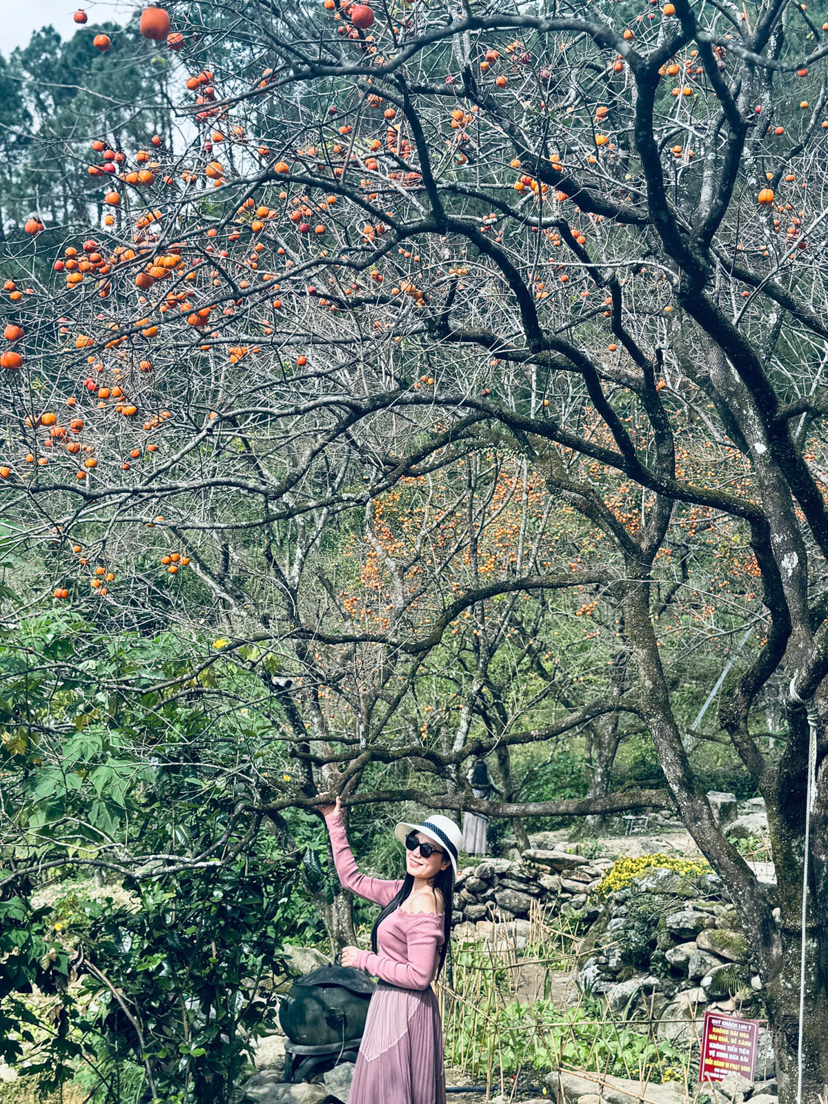 Chị Hải Yến (người Hà Tĩnh) cùng bạn đến vườn hồng Đại Huệ chụp ảnh chia sẻ: "Giá vé vào vườn 40.000 đồng/lượt tôi thấy khá hợp lý. Vườn hồng mang vẻ đẹp hoang sơ, những quả hồng chín đỏ rực nổi bật và đẹp mắt.