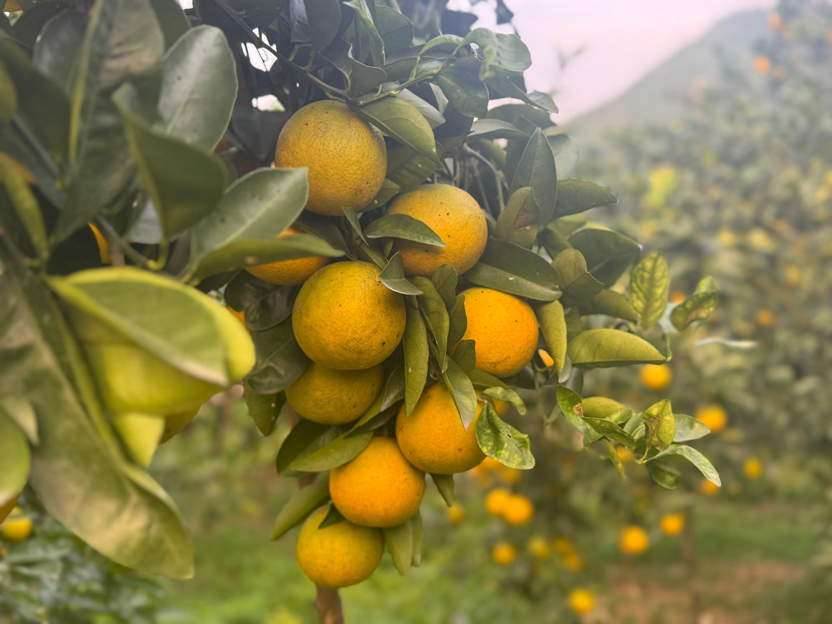 Càng về những ngày cuối năm, “thủ phủ” cam giòn xã Đồng Lộc lại rực lên màu vàng óng ả, mang theo niềm háo hức và kỳ vọng của người nông dân.