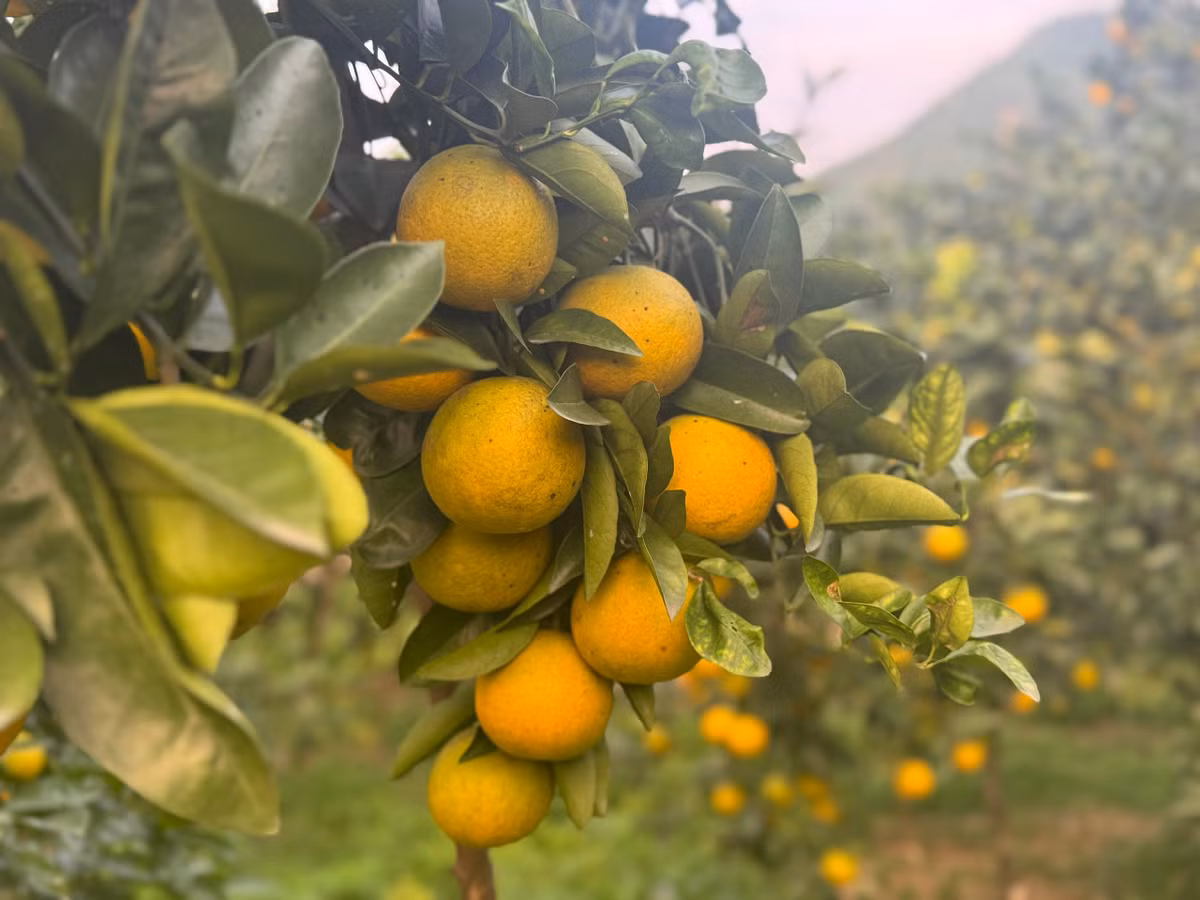 Càng về những ngày cuối năm, “thủ phủ” cam giòn xã Đồng Lộc lại rực lên màu vàng óng ả, mang theo niềm háo hức và kỳ vọng của người nông dân.