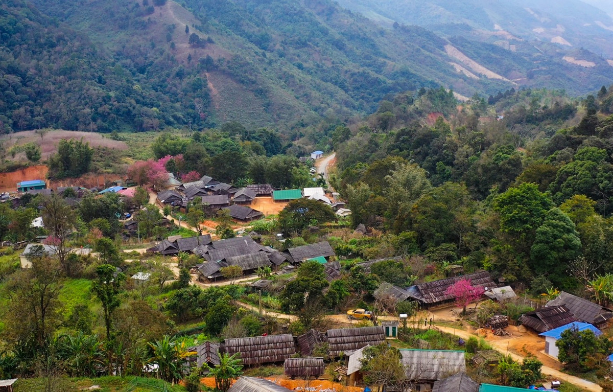 Đến hẹn lại lên, cứ mỗi độ xuân về, hoa anh đào nơi miền biên xã Mường Típ (Nghệ An) lại đua sắc thắm. Cả bản làng như một thảm lụa đẹp đến nao lòng, cảnh sắc hữu tình như tranh thủy mặc.