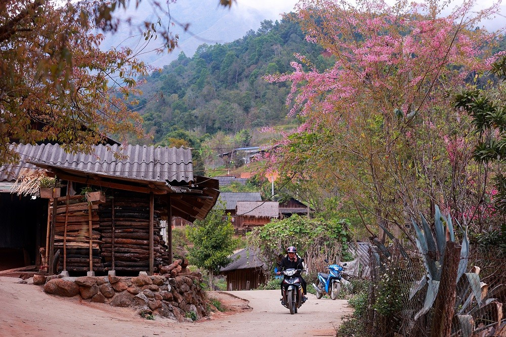 Theo người dân địa phương, những hàng anh đào được trồng tại trường từ năm 2012 và tỏ ra khá thích hợp với khí hậu nơi đây. Cây có thân to, cành tán rộng và cao.