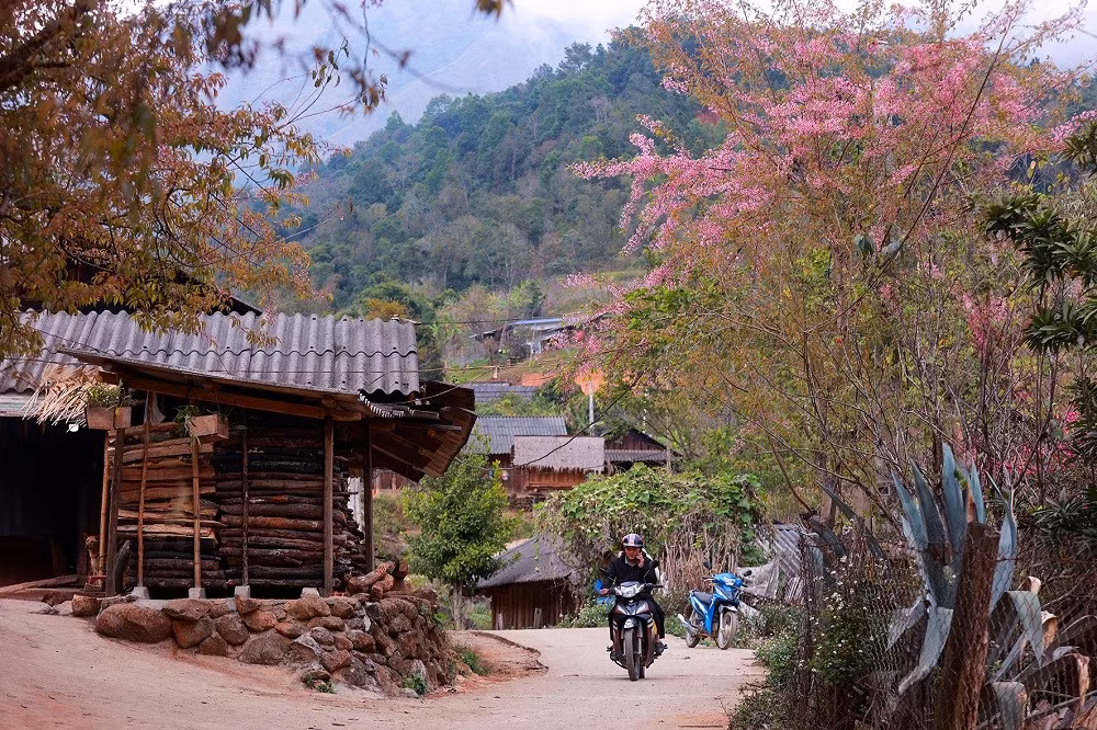 Theo người dân địa phương, những hàng anh đào được trồng tại trường từ năm 2012 và tỏ ra khá thích hợp với khí hậu nơi đây. Cây có thân to, cành tán rộng và cao.