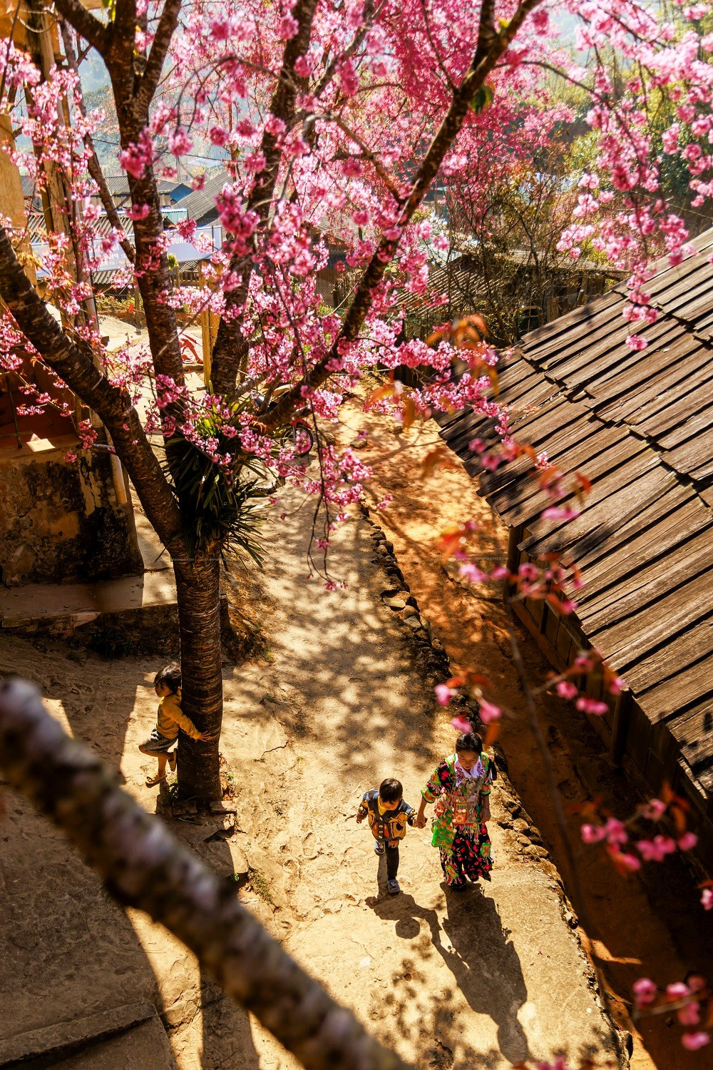 Những hàng cây hoa anh đào được trồng nhiều nhất ở trường tiểu học Mường Típ 1 - điểm trường Phà Nọi và dọc ngay lối vào bản. Hoa anh đào ở đây nở vào khoảng tháng 1 đến tháng 2 dương lịch, với sắc hồng rực rỡ, tạo nên khung cảnh vô cùng lãng mạn.