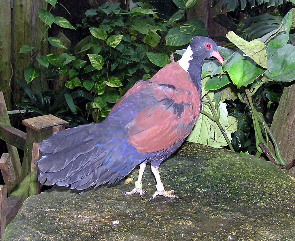  Gáy của chúng có màu trắng, xanh lá cây, xám hoặc đen tùy thuộc vào phân loài và mỏ màu đỏ. 