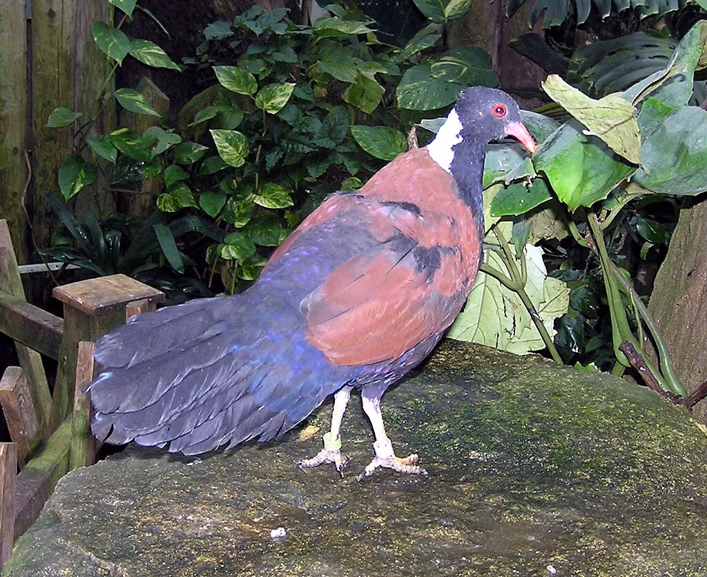  Gáy của chúng có màu trắng, xanh lá cây, xám hoặc đen tùy thuộc vào phân loài và mỏ màu đỏ. 