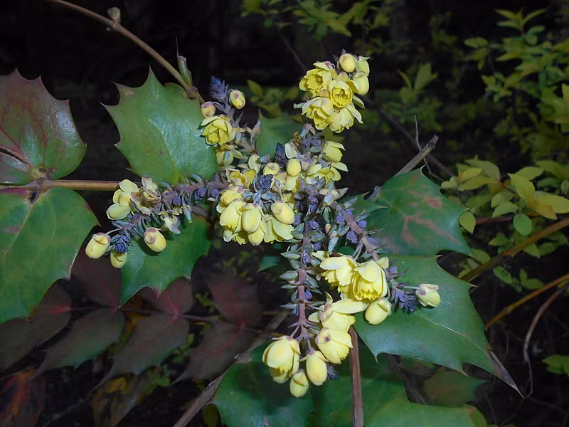 Hình dáng cây đơn giản, đường cong khỏe khoắn, thân rễ cường tráng, cành rậm rạp, lá đẹp, hoa và quả đẹp mắt. Cây cảnh này có khả năng thích ứng mạnh, sức nảy mầm mạnh, thích hợp để tạo hình thành các cây bonsai cổ thụ. Thập đại công lao là một trong những loại cây xanh cao cấp được người dân chơi cây cảnh yêu thích, mang lại cho người ta cảm giác vừa giàu sang vừa cao quý. 