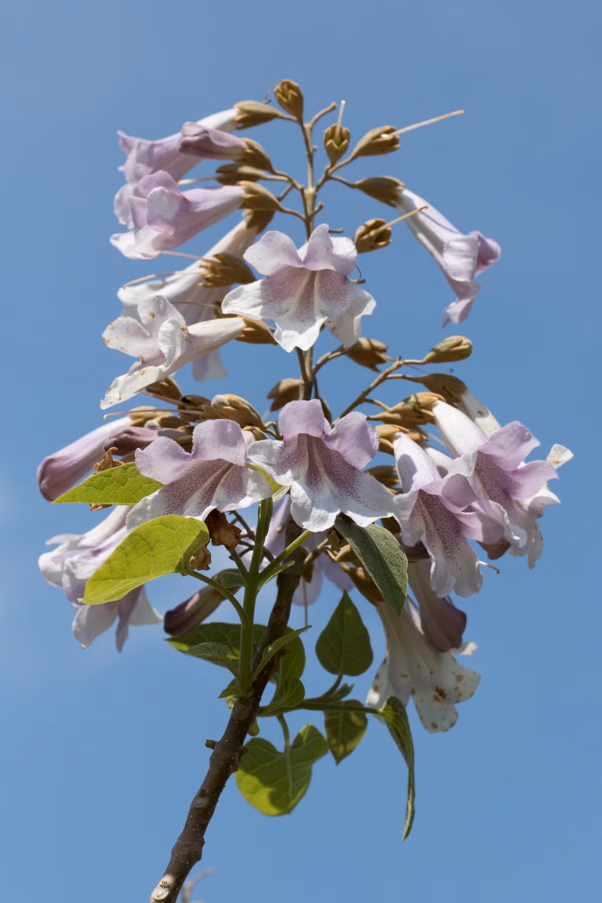 Cây cảnh này từ lâu đã được coi là biểu tượng của sự may mắn và giàu có. Thân cây thẳng đứng cùng cành lá tươi tốt mang lại sức sống cho môi trường và tượng trưng cho sự giàu có và thịnh vượng trong các khu vườn, công viên và những nơi khác.