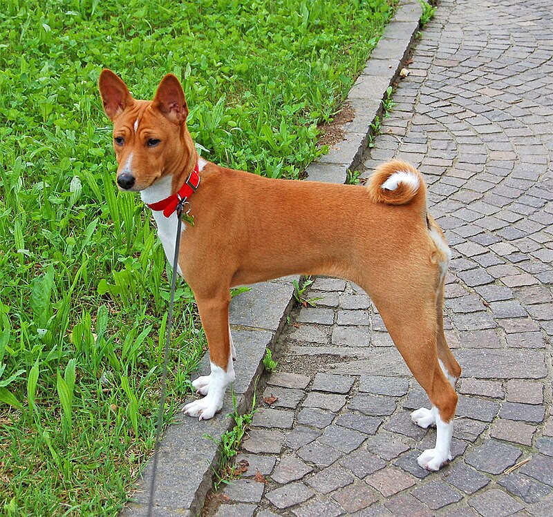 br/> Giống chó Basenji: Basenji là giống chó săn đặc biệt, chúng không bao giờ sủa. Những con chó Basenjis thích sự im lặng, rất gọn gàng và không gây phiền nhiễu. Đây là giống chó có kích thước trung bình với bộ lông ngắn, đôi tai cảnh giác và khuôn mặt lanh lợi.