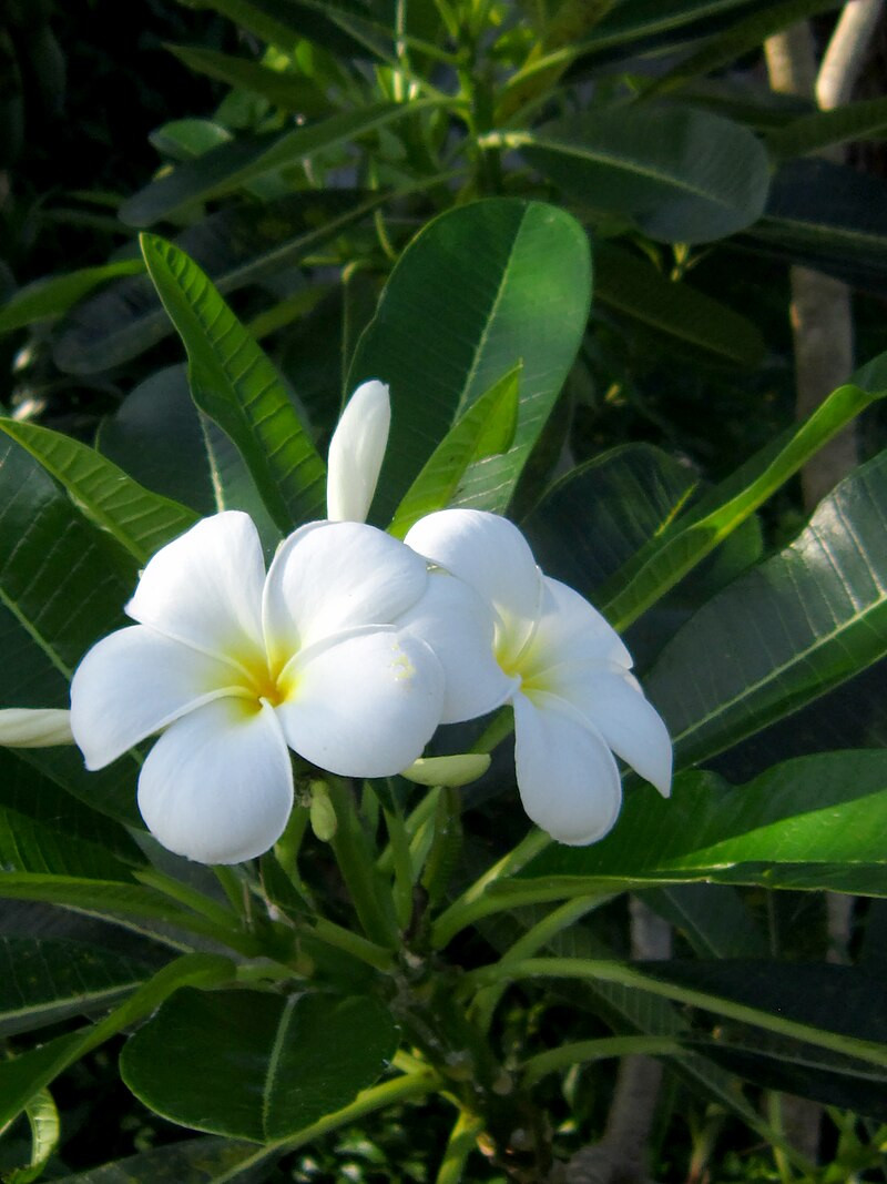  Hoa sứ có cánh dày, mập, mọc thành cụm cài, chung cuống. Hoa có màu sắc đa dạng như màu trắng, vàng hoặc đỏ, hồng. Hoa sứ có mùi thơm rất dễ chịu.