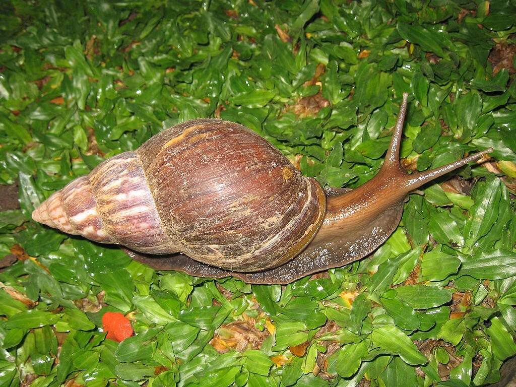 Thông thường, khi nói đến răng chúng ta sẽ liên tưởng ngay đến phần phụ cứng nằm trong khoang miệng người và động vật, dùng để nghiền nát, xé thức ăn.