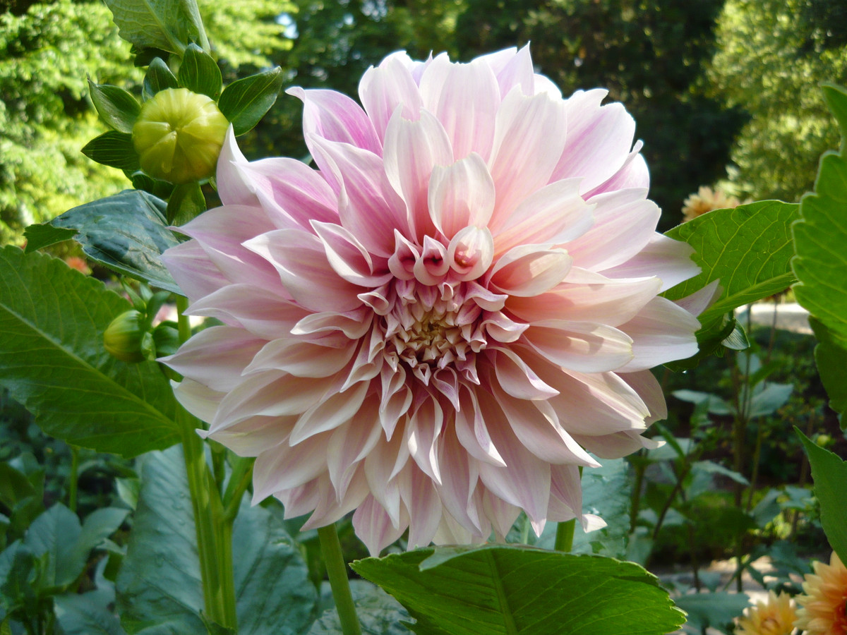 Còn tại Việt Nam, đây là loài hoa Tết quen thuộc với nhiều người. Từ ngày xưa, khi cuộc sống khó khăn, thiếu thốn nhưng nhiều nhà đều cố gắng cắm 1 bình hoa thược dược màu sắc rực rỡ trong nhà để thu hút may mắn, điềm lành.