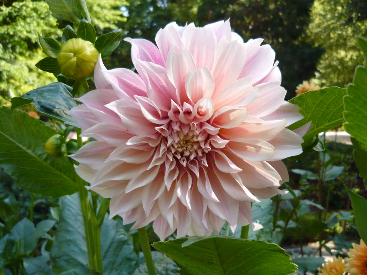 Còn tại Việt Nam, đây là loài hoa Tết quen thuộc với nhiều người. Từ ngày xưa, khi cuộc sống khó khăn, thiếu thốn nhưng nhiều nhà đều cố gắng cắm 1 bình hoa thược dược màu sắc rực rỡ trong nhà để thu hút may mắn, điềm lành.