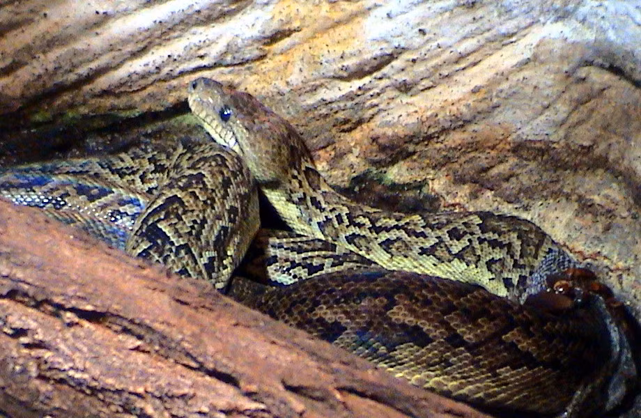 8. Boa Cuba: Boa Cuba là loài bản địa của Cuba và là loài rắn lớn nhất vùng Caribe. Chúng nặng hơn 30kg và dài 5,65m, một số báo cáo cho rằng chúng có thể vượt 6m. Chúng cũng là loài rắn lớn duy nhất được biết đến là săn theo bầy đàn.