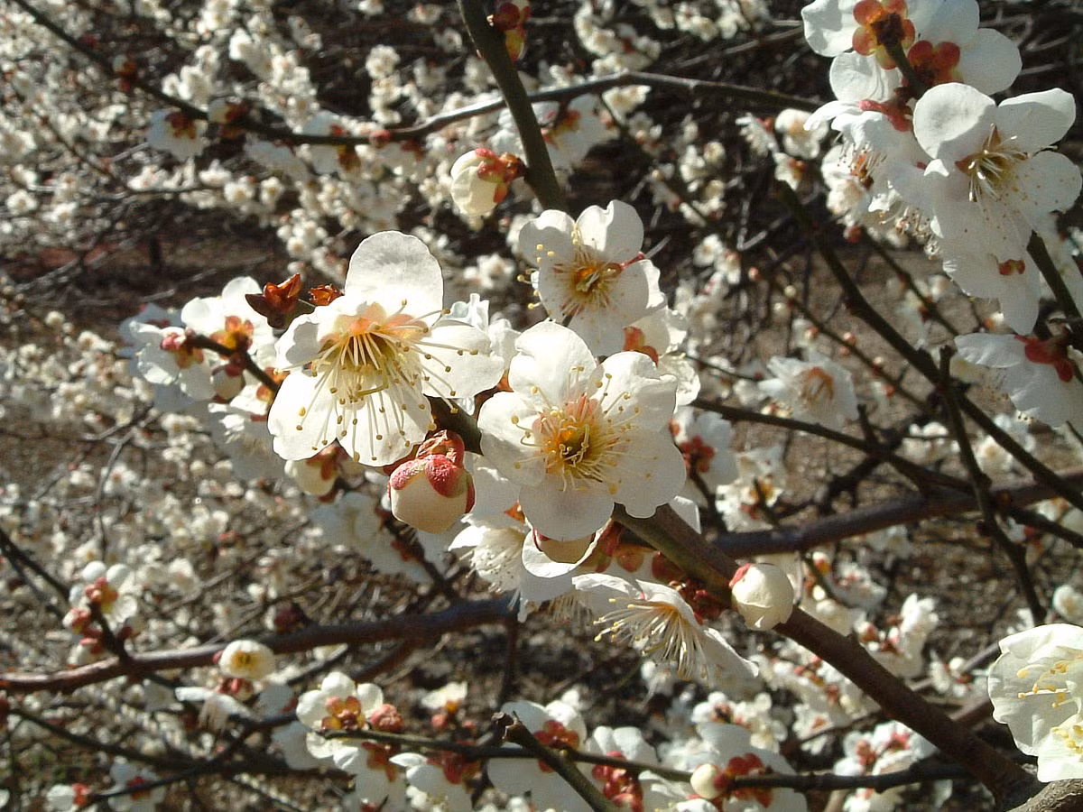 Năm phước lành trên có thể nói bao hàm mọi sự an khang thịnh vượng trong cuộc sống nên rất nhiều người xưa thích cây mận này. Đặc biệt cây cảnh này bày trong phòng khách cành khỏe, hương thơm thoang thoảng, rất đẹp đẽ và thơ mộng. 