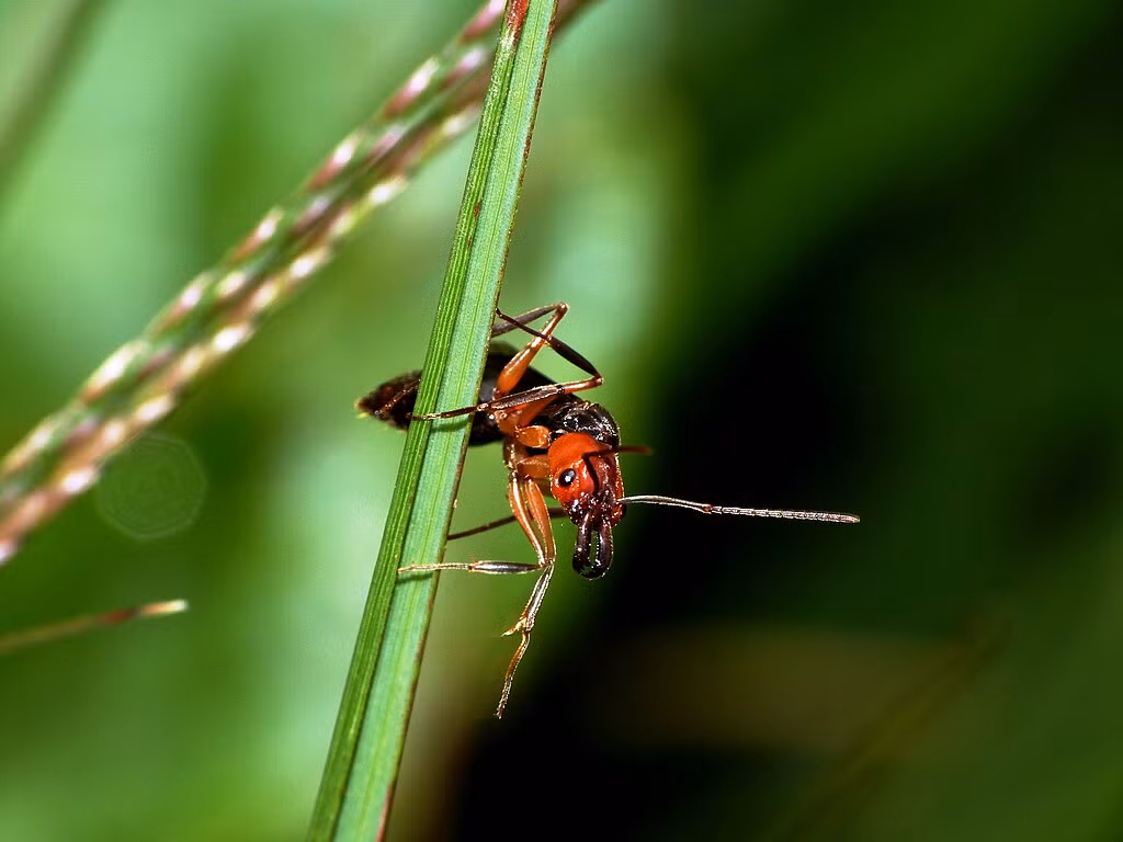  Mặc dù một số người có thể bị phản ứng dị ứng nghiêm trọng và chết người, nhưng đối với hầu hết, phản ứng dị ứng này dẫn đến cảm giác nóng rát và nổi mụn mủ ở vị trí bị đốt. 
