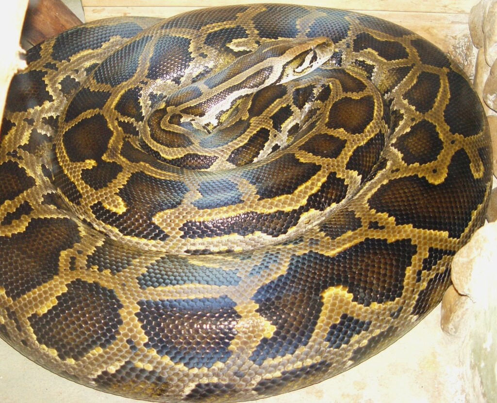 9. Trăn Miến Điện: Trăn Miến Điện (Python bivittatus) là loài bản địa của Đông Nam Á. Trăn Miến Điện được nuôi nhốt lớn nhất có tên Baby, dài 5,74m. Ngoài tự nhiên, những con trăn này thường xuyên dài hơn 4,9m, đủ lớn để săn cả cá sấu.