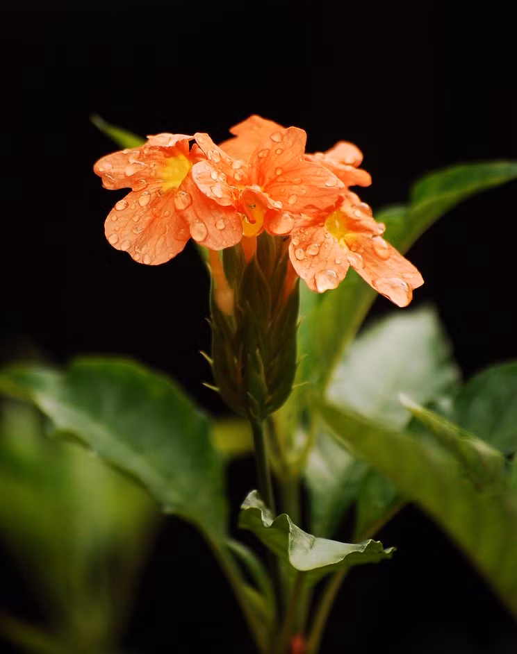  Hoa có các sắc độ của màu cam như cam cá hồi, cam gạch, vàng cam. Hoa nở quanh năm và thường rộ cùng lúc nhiều chùm hoa cam trên lá xanh, nhìn rất nổi bật.