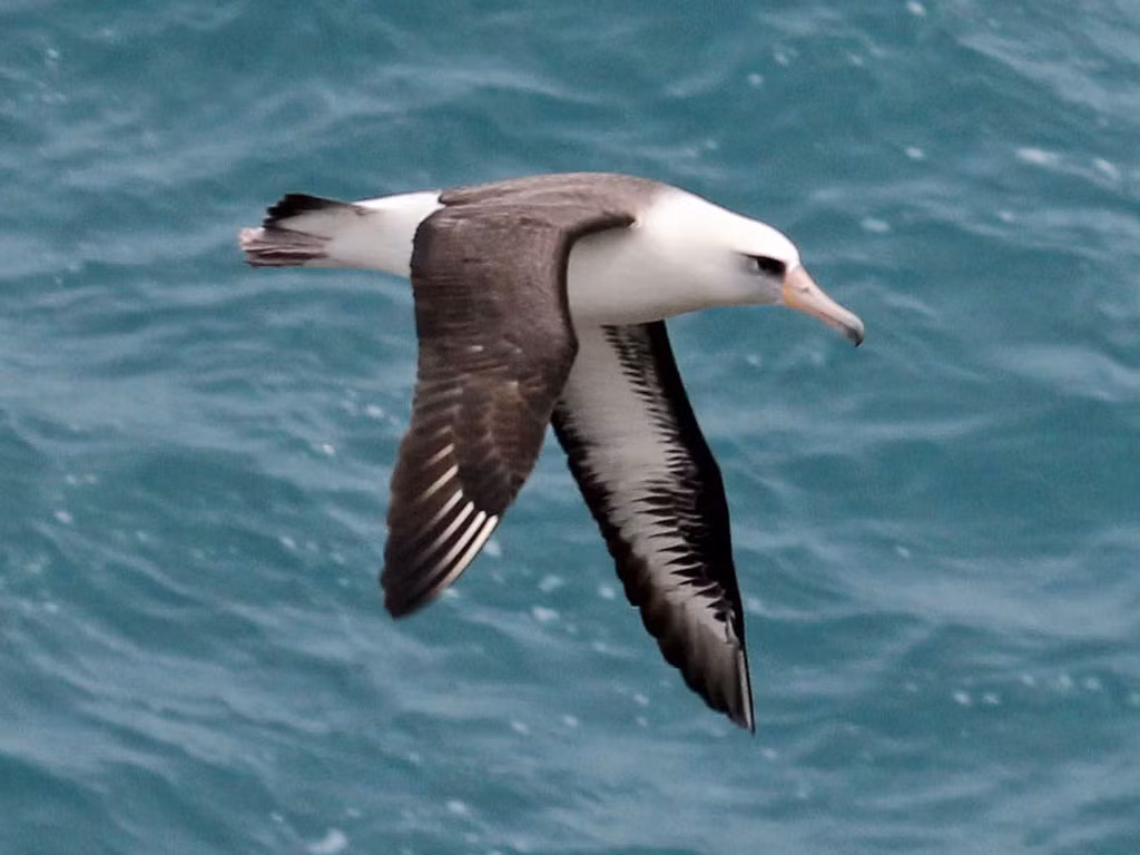  Chim hải âu là loài chim lớn nhất trên thế giới và cũng là loài bay giỏi nhất. Chúng có đôi cánh dài và hẹp, mỏ tương đối dài và khỏe, phần cuối của mỏ phía trên tạo thành một cái móc hướng xuống.