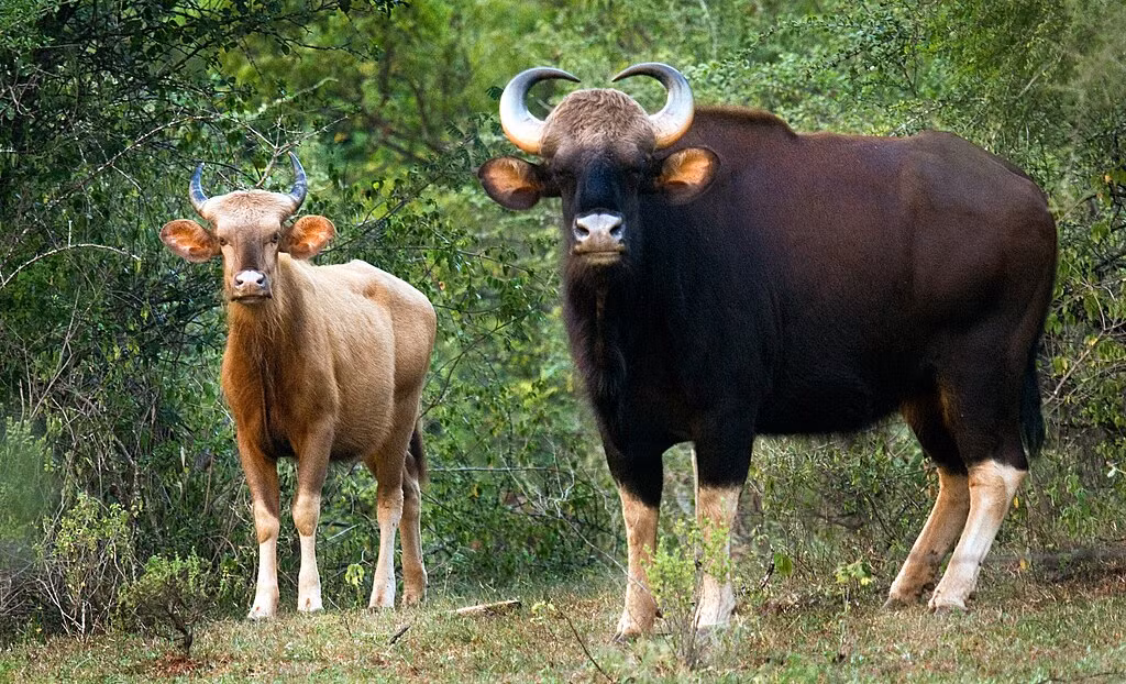 Loài bò tót đang được xếp vào nhóm động vật quý hiếm loại 1B trong Sách đỏ thế giới và được bảo tồn ở mức sắp nguy cấp. Tại Việt Nam, bò tót cũng được đưa vào Sách đỏ và được bảo vệ nghiêm ngặt theo các nghị định của chính phủ, cấm săn bắt, bẫy và buôn bán.