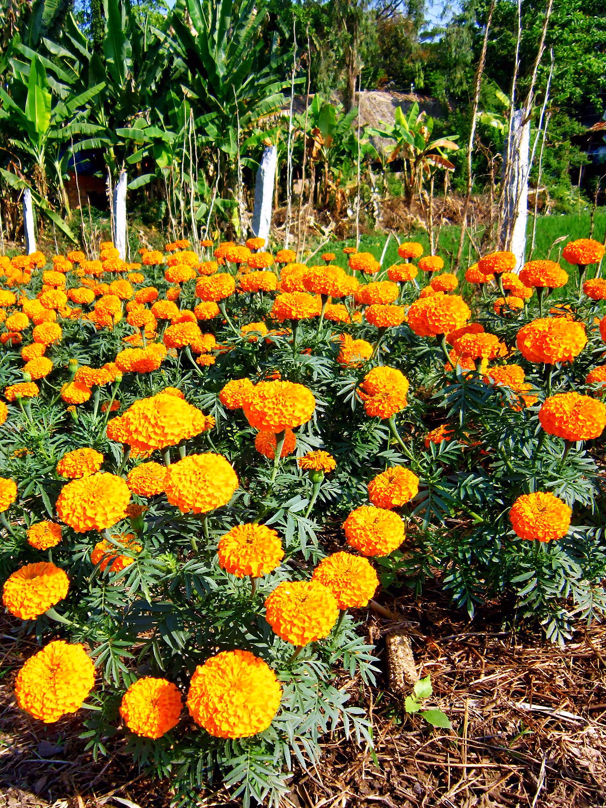 Người xưa thường dùng cúc vạn thọ để trồng ở mộ người thân và dùng để đi viếng mộ. Chính vì thế cúc vạn thọ dù hoa đẹp nhưng lại gợi nhớ tới những đám tang và mồ mả.