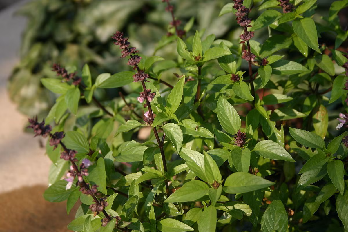 Cụ thể, xay lá húng quế thêm 1 thìa bột gỗ đàn hương trộn đều lên, đắp hỗn hợp lên da khoảng 20 phút rồi rửa sạch bằng nước lạnh sẽ giúp chúng ta có làn da sáng hồng tự nhiên.