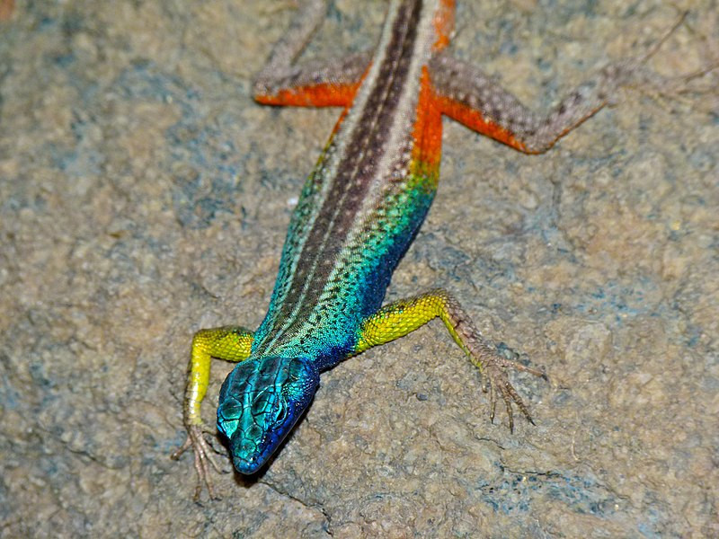 Platysaurus broadleyi là một loài thằn lằn sặc sỡ và độc đáo với khả năng thích nghi cao. Loài thằn lằn này đóng vai trò quan trọng trong hệ sinh thái, nhưng số lượng của chúng đang giảm sút và cần được bảo vệ.