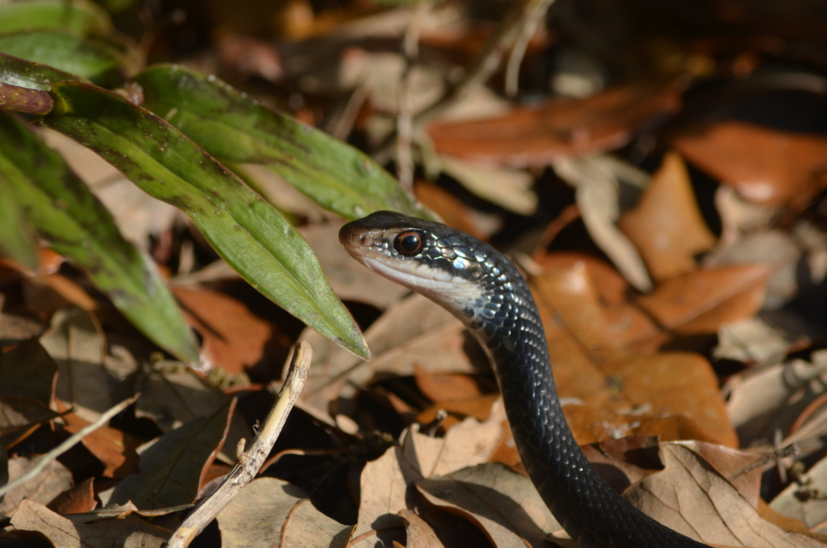  6. Southern Black Racer - Loài rắn không độc nhanh nhất thế giới: Southern Black Racer (Coluber constrictor priapus) là một loài rắn không độc nhanh nhất thế giới, phân bố rộng rãi ở khu vực Đông Nam Hoa Kỳ. Dù không có độc tố, loài rắn này vẫn thu hút sự chú ý của những người quan sát thiên nhiên bởi tốc độ và sự linh hoạt của nó. 