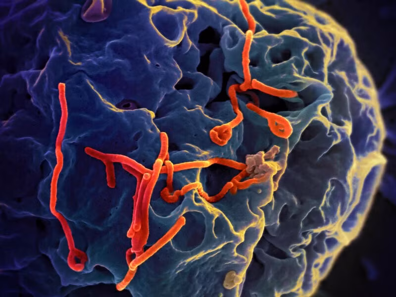 ebola1.jpg
