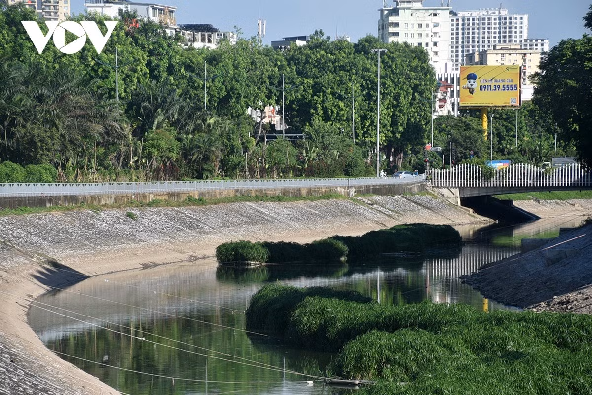 Những bè thủy sinh giúp dòng nước không còn mùi hôi