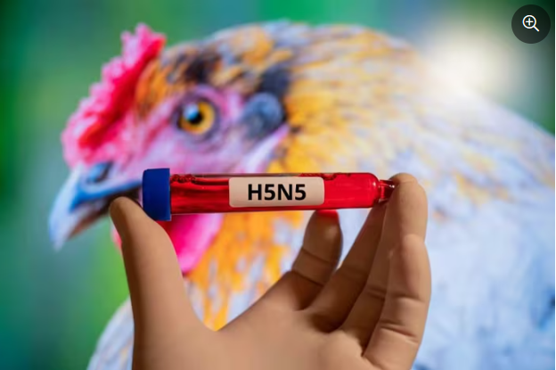h5n5.png