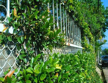 Bờ rào đẹp như tranh của nhà Đà Lạt