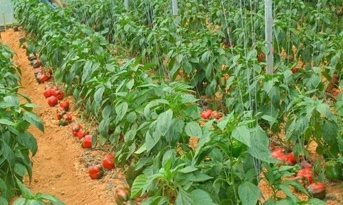 Tận mục ớt khủng Đà Lạt “hốt” tiền tỷ 