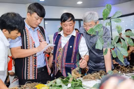 "Hoa hậu" sâm Ngọc Linh 35 năm tuổi chốt giá 725 triệu đồng
