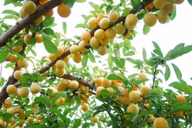 Mơ rừng miền núi phía Bắc hút khách với hương vị đặc trưng