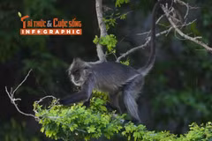 [INFOGRAPHIC] Loài voọc bạc Đông Dương quý hiếm trong Sách đỏ Việt Nam