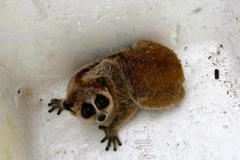 Đi thu hoạch keo, người dân Thanh Hóa bắt được cu li quý hiếm