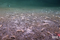 Phát hiện sốc hàng nghìn sinh vật sống dưới rãnh đại dương sâu nhất thế giới