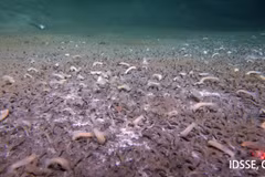 Phát hiện sốc hàng nghìn sinh vật sống dưới rãnh đại dương sâu nhất thế giới