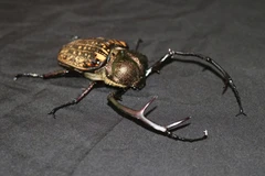 Bẫy ảnh phát hiện nhiều động vật quý hiếm tại Chư Mom Ray, có loài lần đầu!