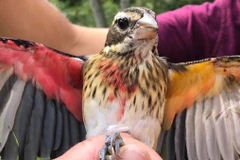 Điểm tên những động vật 'dị biệt' trong tự nhiên gây chấn động khoa học