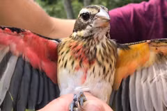 Điểm tên những động vật 'dị biệt' trong tự nhiên gây chấn động khoa học